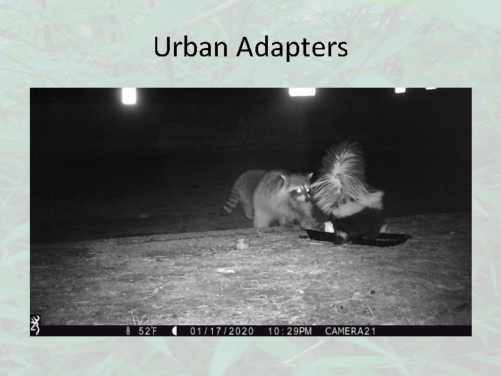 Urban Adapters 