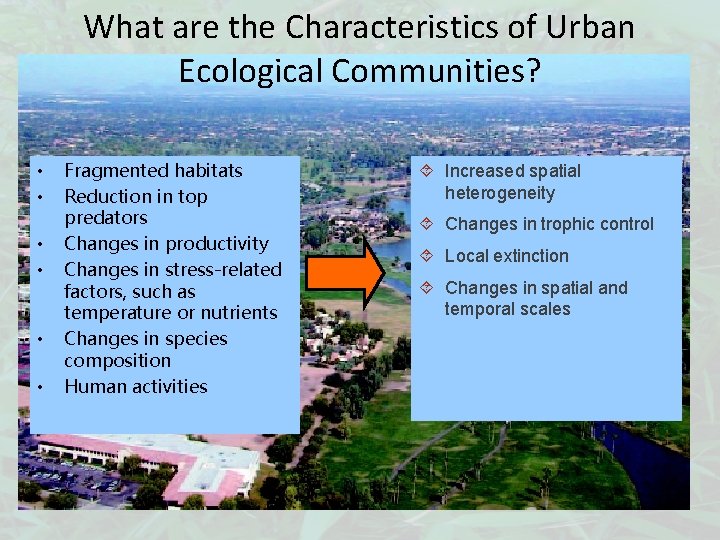 What are the Characteristics of Urban Ecological Communities? • • • Fragmented habitats Reduction