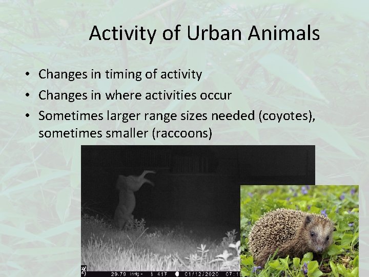 Activity of Urban Animals • Changes in timing of activity • Changes in where