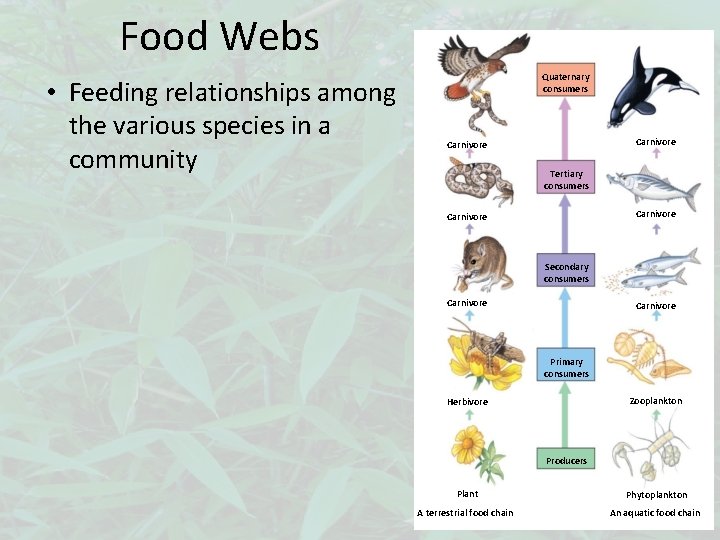 Food Webs • Feeding relationships among the various species in a community Quaternary consumers