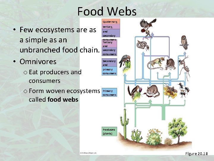 Food Webs Quaternary, • Few ecosystems are as a simple as an unbranched food