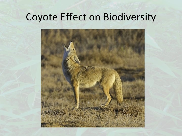 Coyote Effect on Biodiversity 