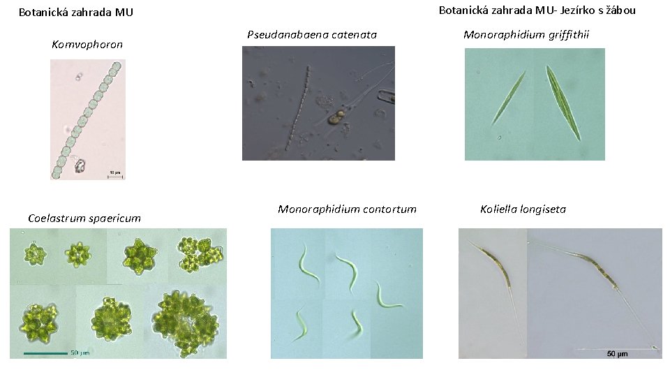 Botanická zahrada MU- Jezírko s žábou Botanická zahrada MU Komvophoron Coelastrum spaericum Pseudanabaena catenata