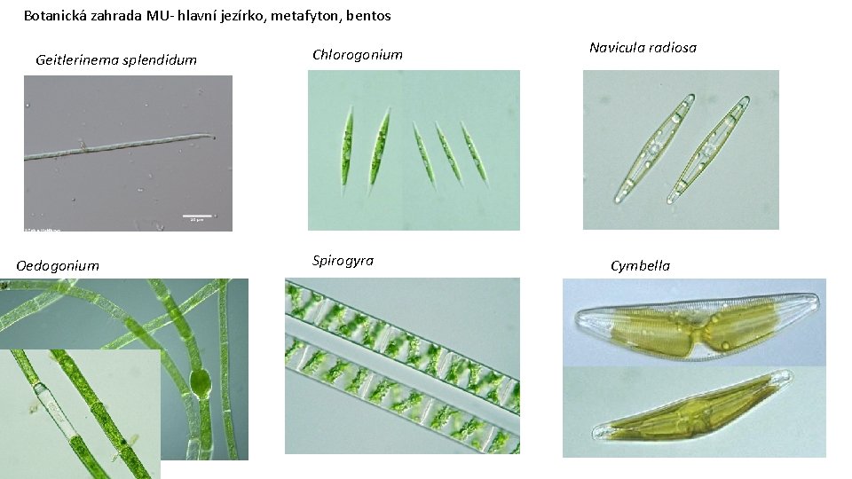 Botanická zahrada MU- hlavní jezírko, metafyton, bentos Geitlerinema splendidum Oedogonium Chlorogonium Spirogyra Navicula radiosa