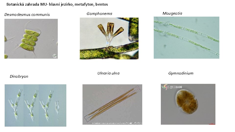 Botanická zahrada MU- hlavní jezírko, metafyton, bentos Desmodesmus communis Dinobryon Gomphonema Ulnaria ulna Mougeotia