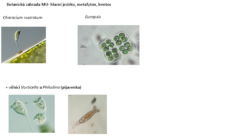 Botanická zahrada MU- hlavní jezírko, metafyton, bentos Characium rostratum + vířníci Vorticella a Philodina