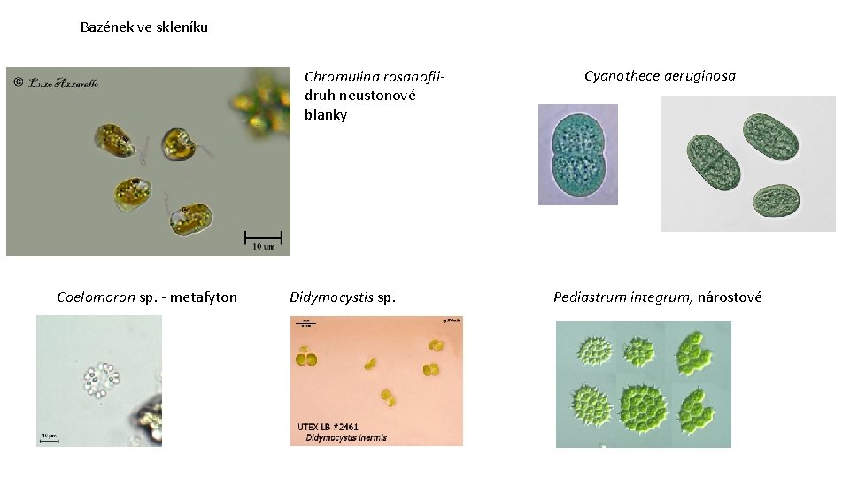 Bazének ve skleníku Chromulina rosanofiidruh neustonové blanky Coelomoron sp. - metafyton Didymocystis sp. Cyanothece