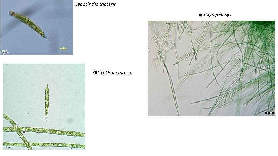 Lepocinclis tripteris Leptolyngbia sp. Klíčící Uronema sp. 