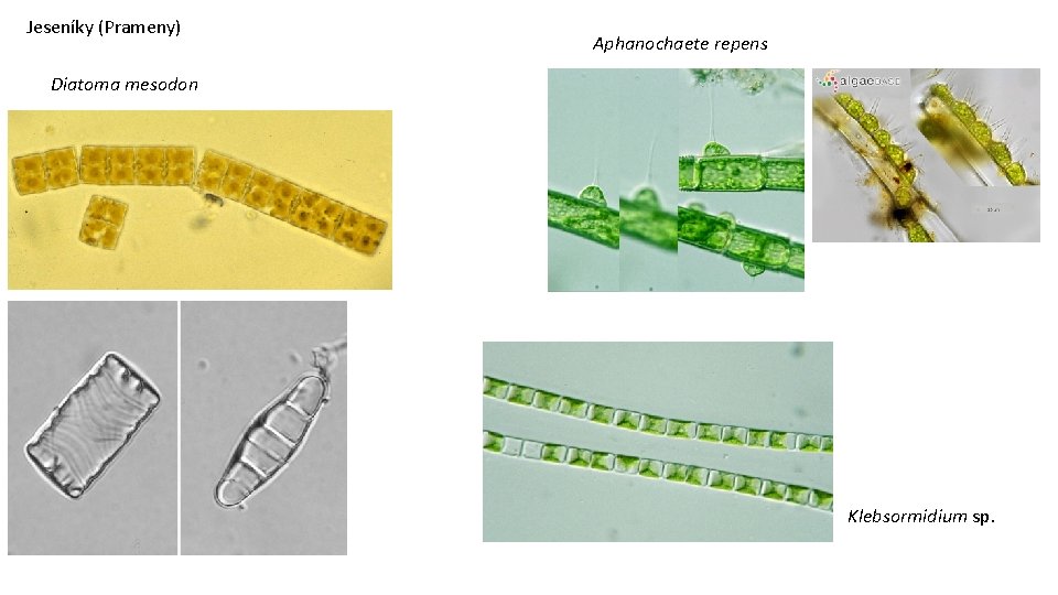 Jeseníky (Prameny) Aphanochaete repens Diatoma mesodon Klebsormidium sp. 