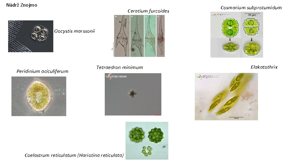 Nádrž Znojmo Ceratium furcoides Cosmarium subprotumidum Oocystis marssonii Peridinium aciculiferum Tetraedron minimum Coelastrum reticulatum