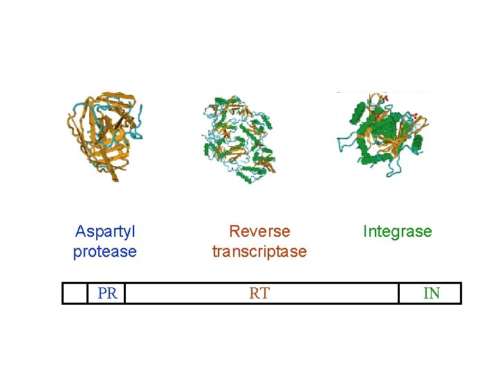 The HIV-1 pol gene encodes three proteins Aspartyl protease Reverse transcriptase PR RT Integrase