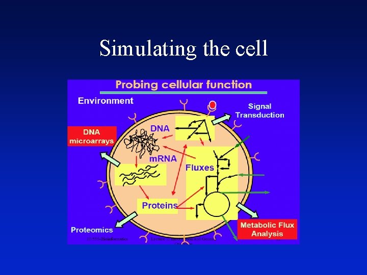 Simulating the cell 