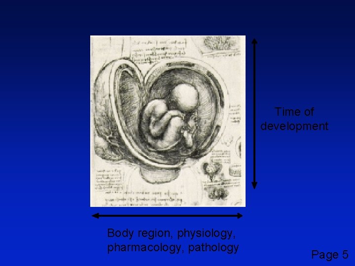 Time of development Body region, physiology, pharmacology, pathology Page 5 
