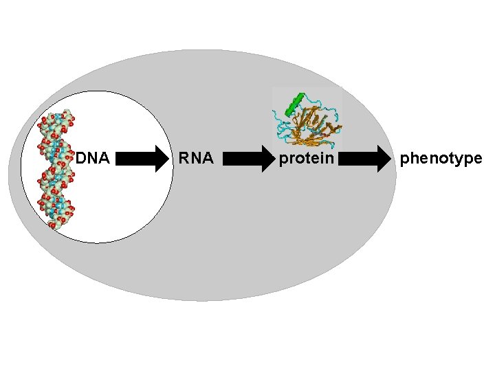 DNA RNA protein phenotype 