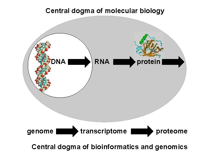 Central dogma of molecular biology DNA genome RNA transcriptome protein proteome Central dogma of