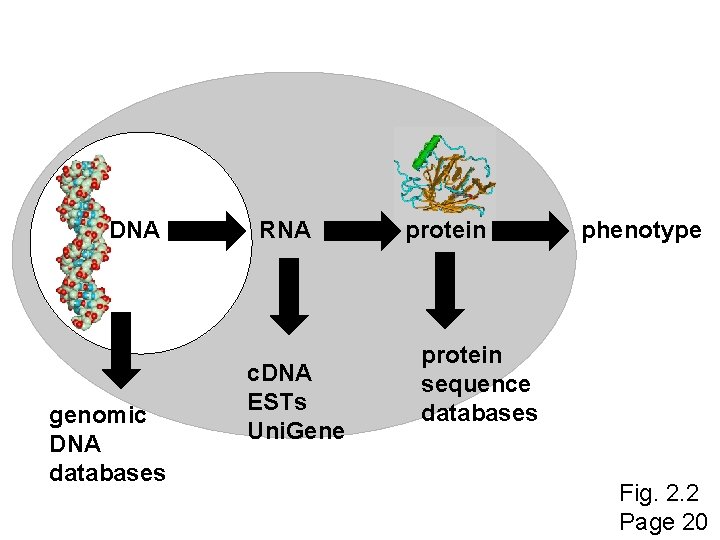 DNA genomic DNA databases RNA c. DNA ESTs Uni. Gene protein phenotype protein sequence