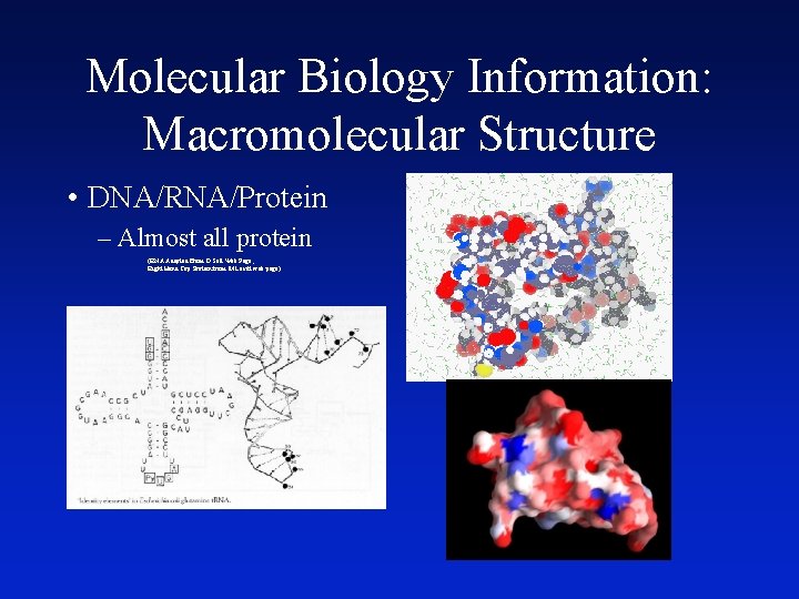 Molecular Biology Information: Macromolecular Structure • DNA/RNA/Protein – Almost all protein (RNA Adapted From