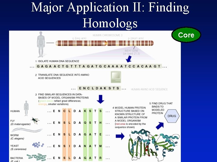 Major Application II: Finding Homologs Core 