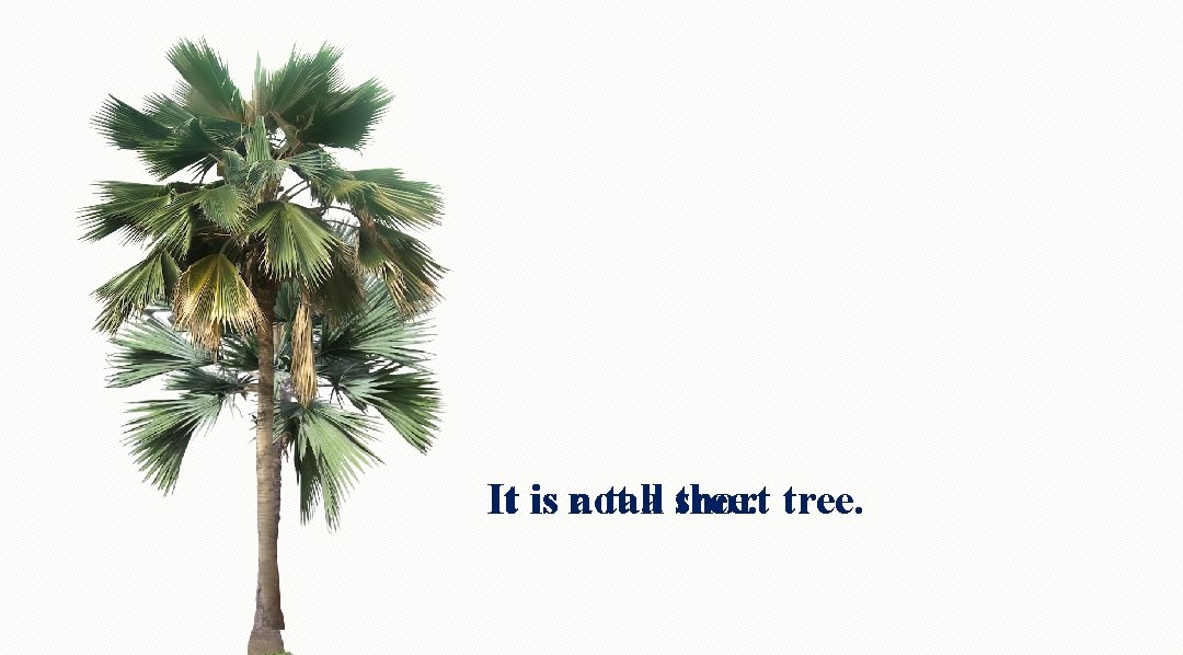 It is not a tall a short tree. 