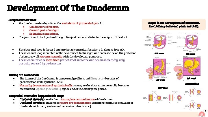 Development Of The Duodenum Early in the 4 th week ● the duodenum develops