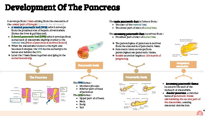 Development Of The Pancreas it develops from 2 buds arising from the endoderm of
