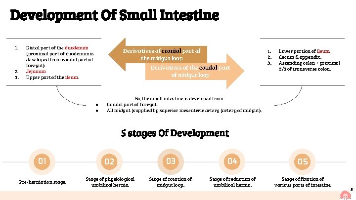 Development Of Small Intestine 1. 2. 3. Distal part of the duodenum (proximal part