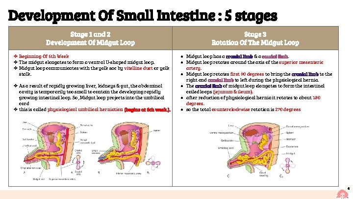 Development Of Small Intestine : 5 stages Stage 1 and 2 Development Of Midgut