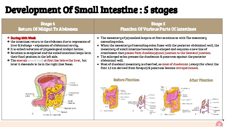 Development Of Small Intestine : 5 stages Stage 4 Return Of Midgut To Abdomen