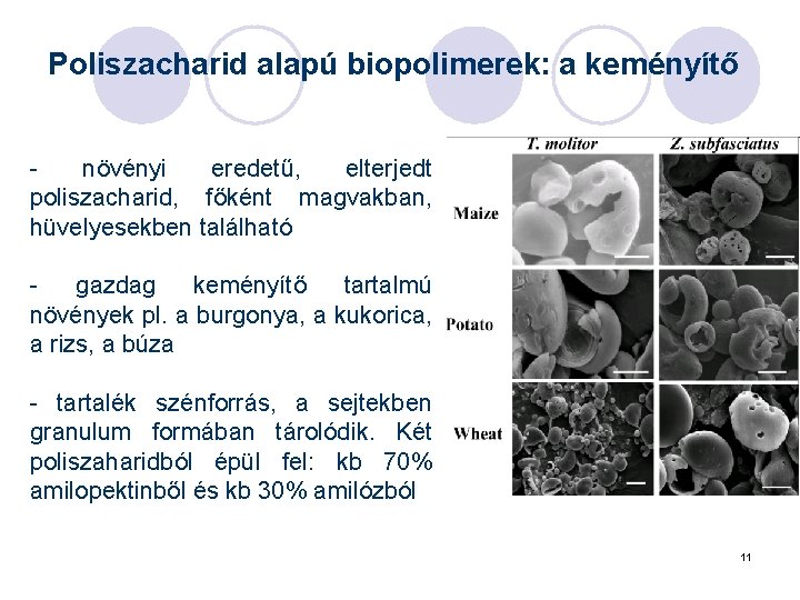 Poliszacharid alapú biopolimerek: a keményítő - növényi eredetű, elterjedt poliszacharid, főként magvakban, hüvelyesekben található