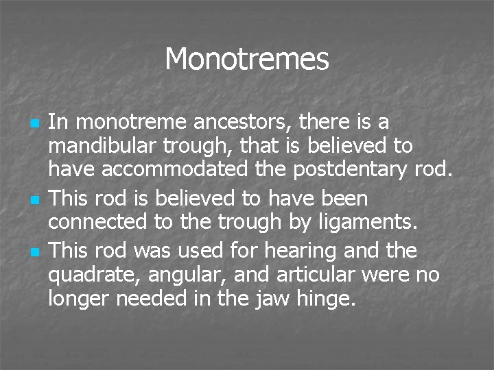 Monotremes n n n In monotreme ancestors, there is a mandibular trough, that is