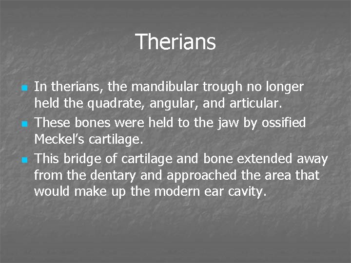 Therians n n n In therians, the mandibular trough no longer held the quadrate,