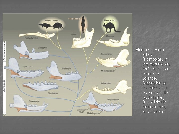 Figure 1. From article “Homoplasy in the Mammalian Ear” taken from Journal of Science.