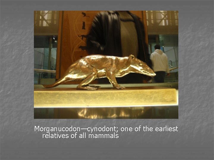 Morganucodon—cynodont; one of the earliest relatives of all mammals 