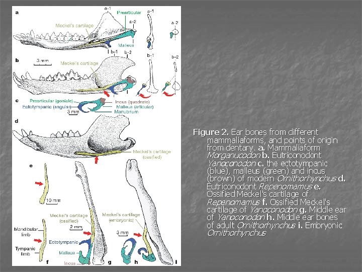 Figure 2. Ear bones from different mammaliaforms, and points of origin from dentary. a.