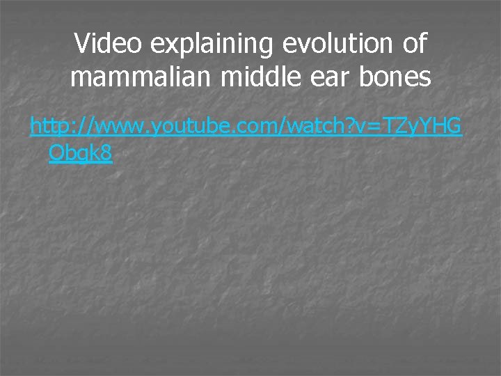 Video explaining evolution of mammalian middle ear bones http: //www. youtube. com/watch? v=TZy. YHG