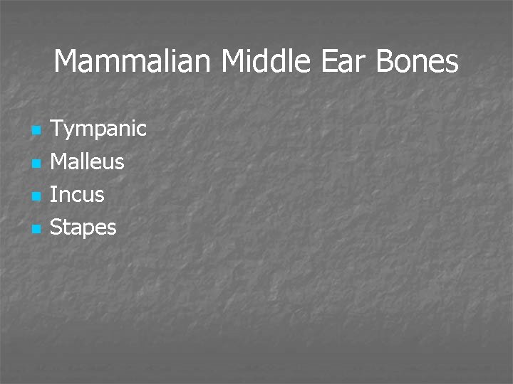 Mammalian Middle Ear Bones n n Tympanic Malleus Incus Stapes 