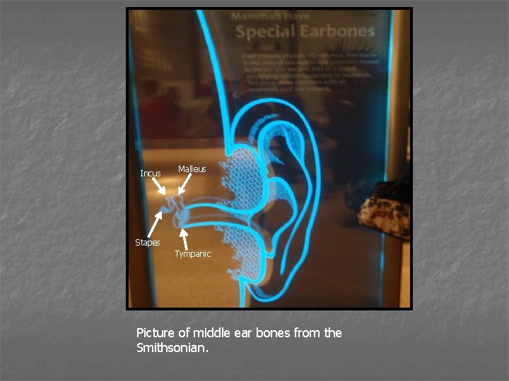 Incus Malleus Stapes Tympanic Picture of middle ear bones from the Smithsonian. 