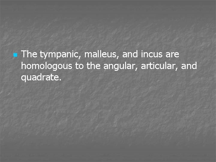 n The tympanic, malleus, and incus are homologous to the angular, articular, and quadrate.