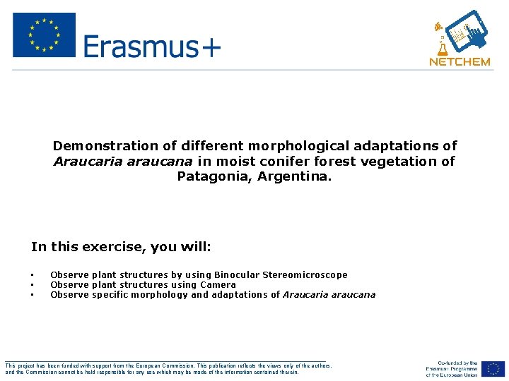 Demonstration of different morphological adaptations of Araucaria araucana in moist conifer forest vegetation of