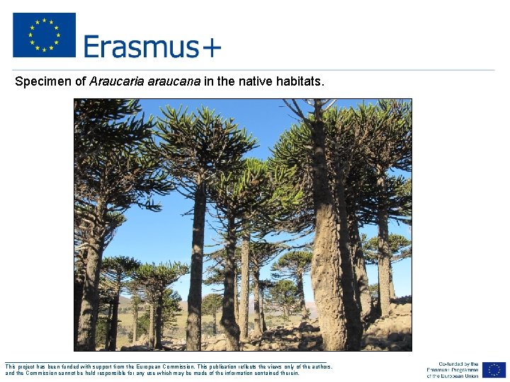 Specimen of Araucaria araucana in the native habitats. ___________________________________________________ This project has been funded