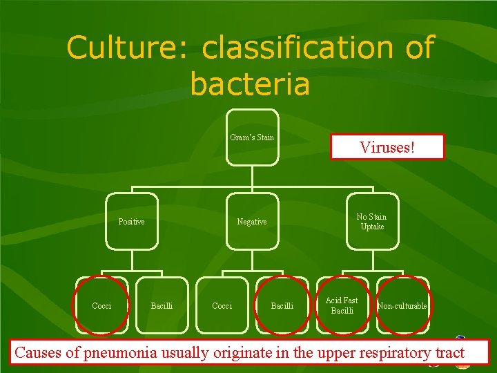 Culture: classification of bacteria Gram’s Stain Positive Cocci No Stain Uptake Negative Bacilli Cocci