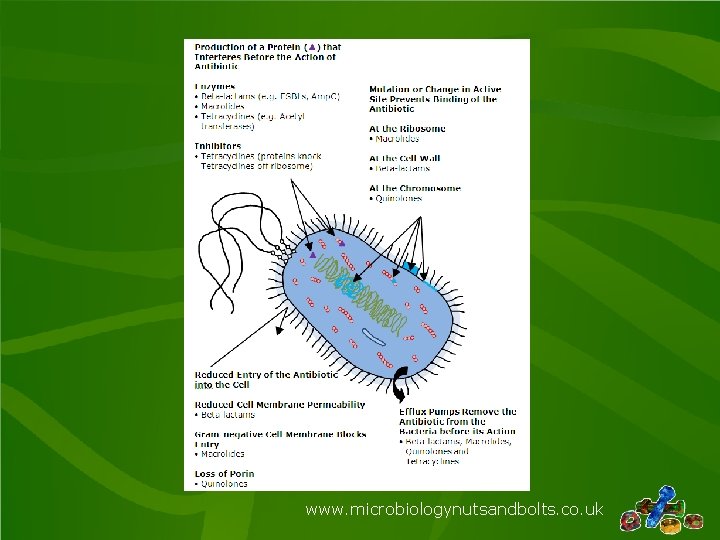 www. microbiologynutsandbolts. co. uk 
