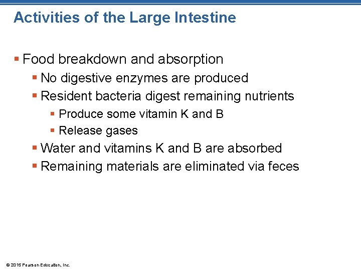 Activities of the Large Intestine § Food breakdown and absorption § No digestive enzymes
