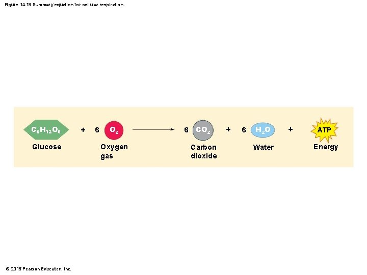 Figure 14. 19 Summary equation for cellular respiration. C 6 H 12 O 6