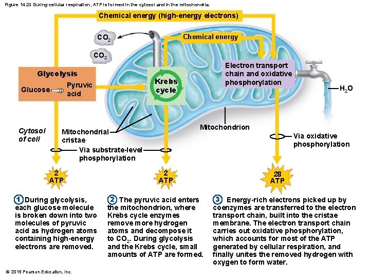 Figure 14. 20 During cellular respiration, ATP is formed in the cytosol and in