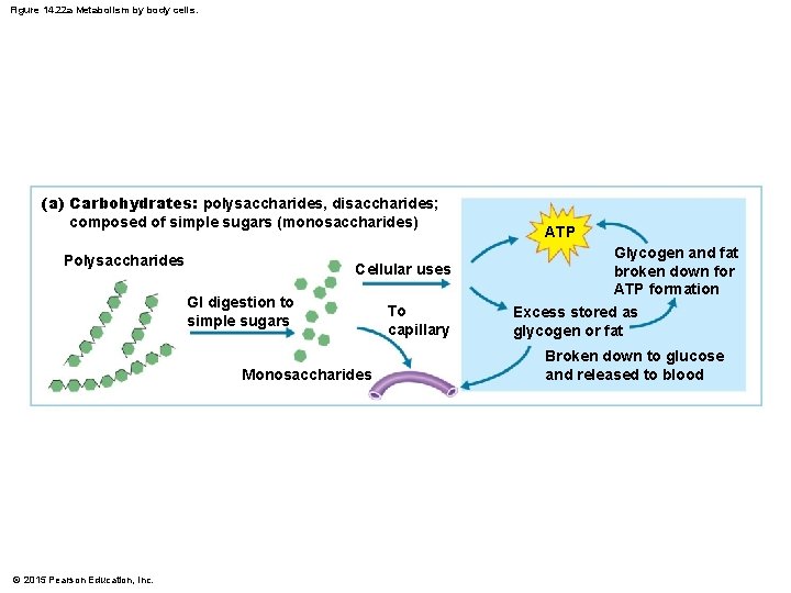 Figure 14. 22 a Metabolism by body cells. (a) Carbohydrates: polysaccharides, disaccharides; composed of