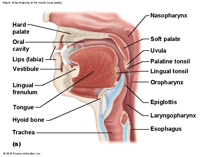 Figure 14. 2 a Anatomy of the mouth (oral cavity). Nasopharynx Hard palate Oral