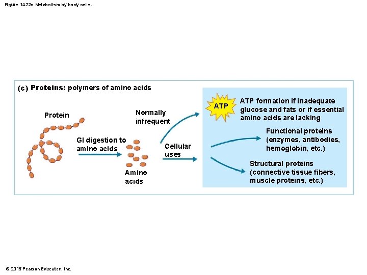 Figure 14. 22 c Metabolism by body cells. (c) Proteins: polymers of amino acids