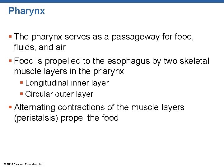 Pharynx § The pharynx serves as a passageway for food, fluids, and air §