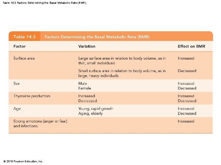 Table 14. 3 Factors Determining the Basal Metabolic Rate (BMR). © 2015 Pearson Education,